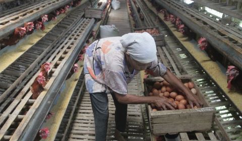 Makin Mahal, Telur Dijual Rp2.500 per Butir