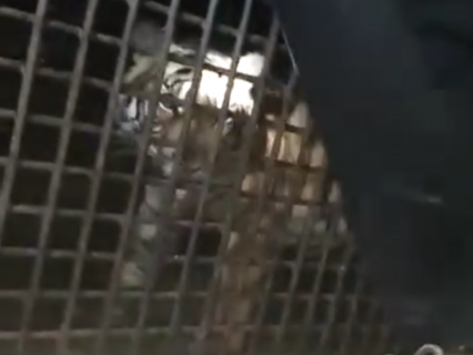 Harimau yang ditangkap petugas.