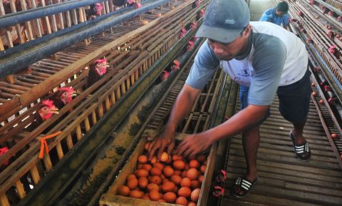 Peternak mengumpulkan telur ayam ras di Desa Gribig, Gebog, Kudus, Jawa Tengah, Selasa (5/3/2024).