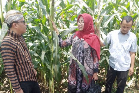 DKPP Klaten Berharap KWT Srikandi NK Jadi Motor Penggerak Pertanian Jagung