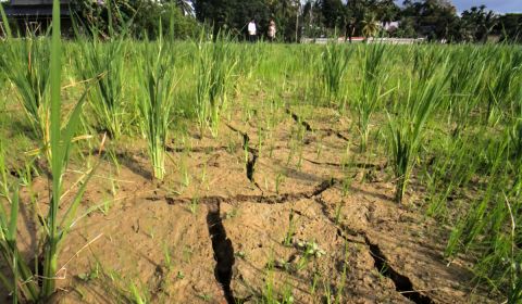 Puluhan Hektare Jagung di Pesisir Puso Dampak El-Nino, Petani di Pantura Terpaksa Membabat Padi akibat Puso Kekeringan