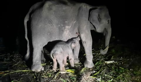 Anak gajah betina dan induknya di Pusat Konservasi Gajah (PKG) Sebanga, Kabupaten Bengkalis, Riau.
