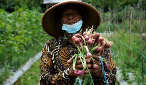 Warga menunjukkan bawang merah hasil panen saat panen perdana bawang merah dari biji varietas lokananta di Jurugan, Bangunkerto, Turi.