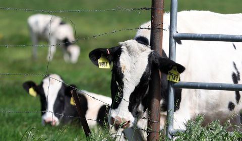 Brote de gripe aviar entre vacas lecheras en Colorado