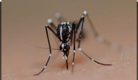 Aumentan los casos de dengue hemorrágico en Klaten y mueren 17 residentes