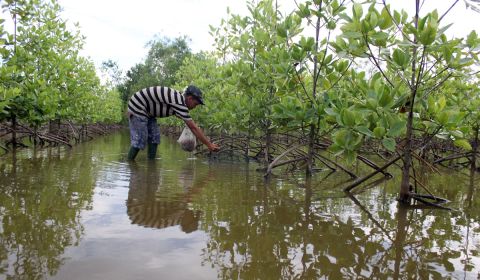 Ilustrasi: kawasan mangrove Desa Simandulang, Kecamatan Kualuh Leidong, Kabupaten Labuhanbatu Utara, Sumatera Utara, 