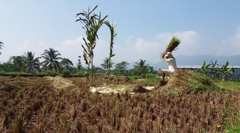 Seorang petani di Kota Sukabumi tengah memanen hasil pertaniannya