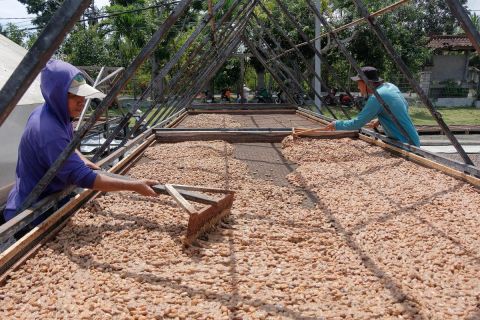 Para pekerja menjemur biji kakao yang sudah difermentasi.