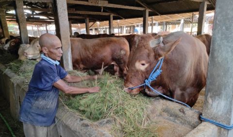 President Jokowi once again gives sacrificial cows to bone people