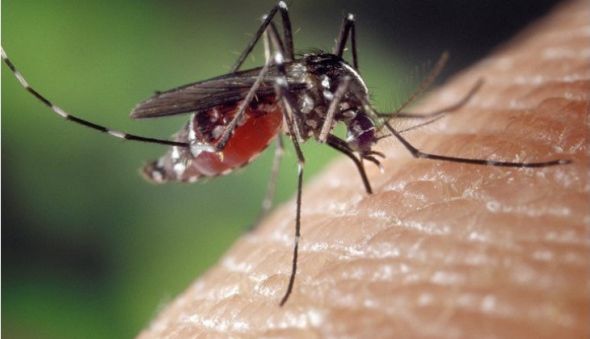 Tim Kemenkes Pelajari Pengelolaan Nyamuk Aedes aegypti ber-Wolbachia di UGM