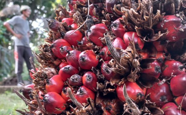 Harga kelapa sawit 1 tan terkini 2021