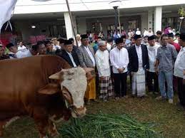 Sapi Kurban Presiden Jokowi di Padang Dibagi Menjadi 700 Kupon