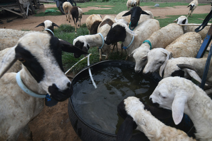 Pemrov Sumut Atur Produktivitas Kambing dan Domba