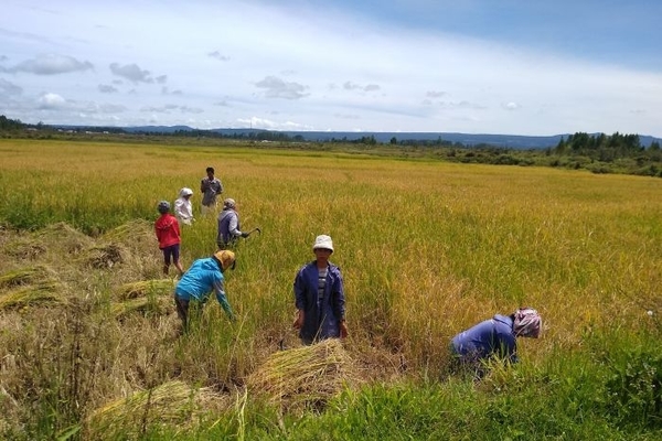 Humbang Hasundutan Menyambut Berkah