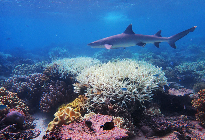 Penangkapan Ikan serampangan Ancam Ekosistem Terumbu Karang