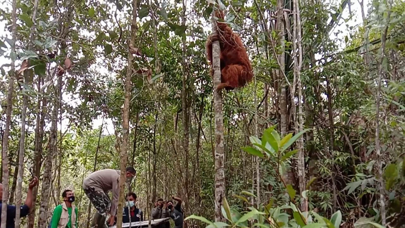 Orangutan Tapanuli Dilepasliarkan di Cagar Alam Dolok Sipirok