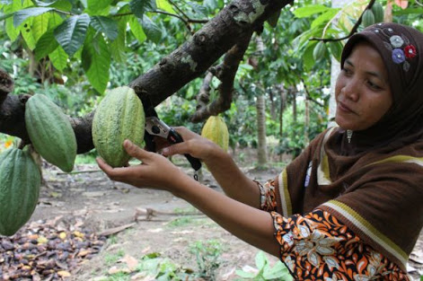 Petani Kakao Diserang Babi Hutan Hingga Tewas