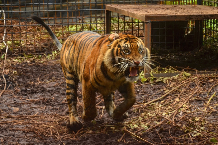 Corina si Harimau Sumatra Akhirnya Pulang Kampung