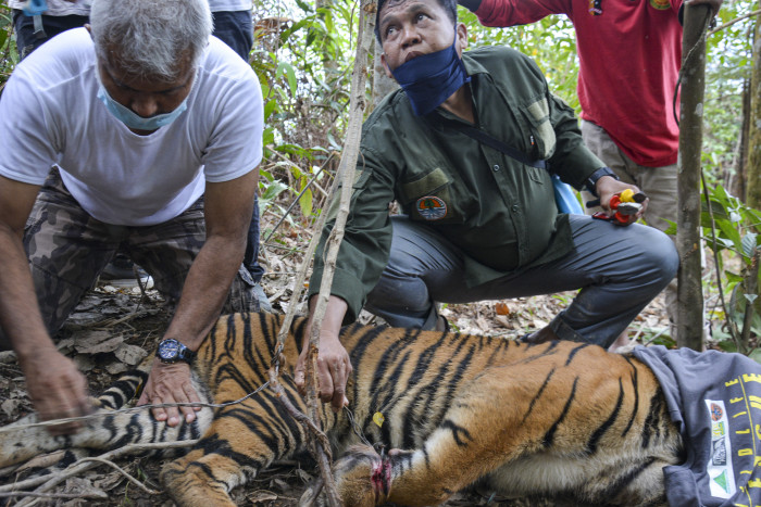 Anak Harimau Terkena Jerat Babi di Aceh