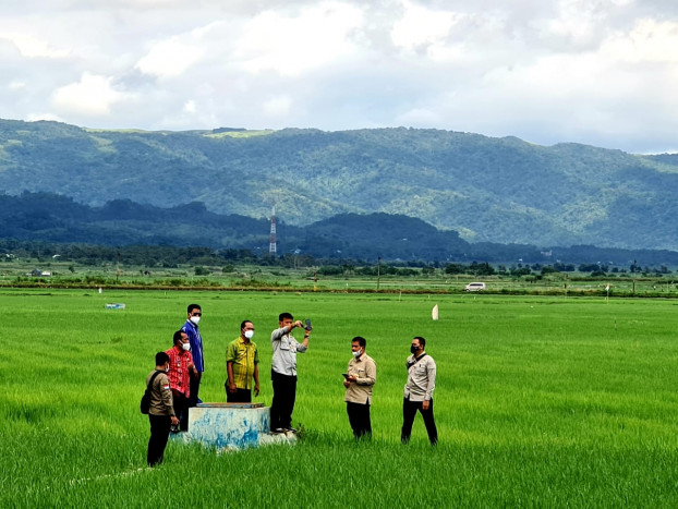 Petani Senang, Biaya Produksi Food Estate Sumba Tengah Rendah