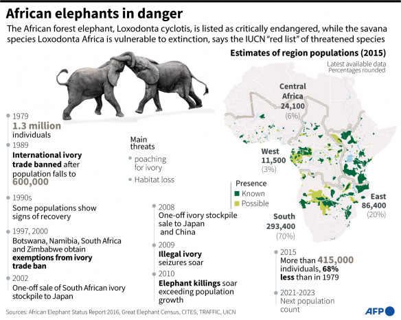 Pertanian Alpukat jadi Ancaman Baru bagi Populasi Gajah di Afrika