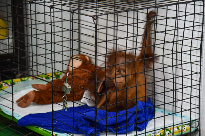 Menteri LHK Apresiasi Penyelamatan Orangutan di Lampung Selatan