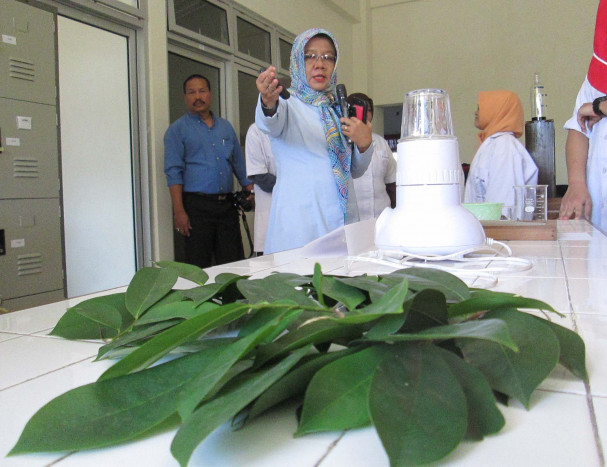 Catat, Ini Manfaat Daun Sirsak dan Efek Sampingnya