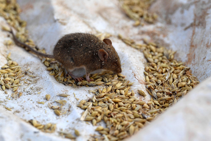 Ribuan Hama Tikus Bikin Repot Petani di Australia