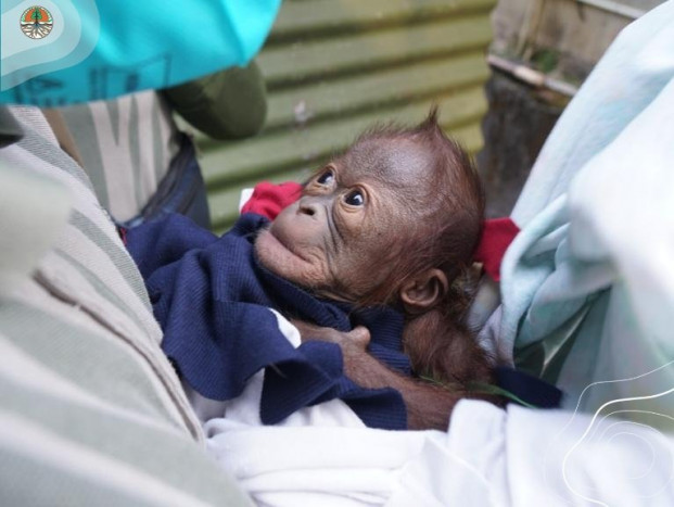 Bayi Orangutan yang Lahir di Gembira Loka Zoo Makin Sehat