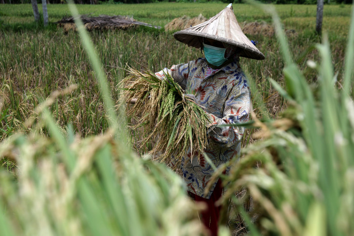 Jatim Geser Jateng jadi Penghasil Padi Terbesar se-Indonesia