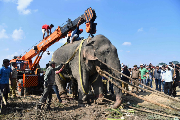 Seekor Gajah Ngamuk, Tewaskan 16 Warga di India