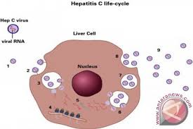 Kemenkes Cegah Penularan Dini 18 Juta Kasus Hepatitis