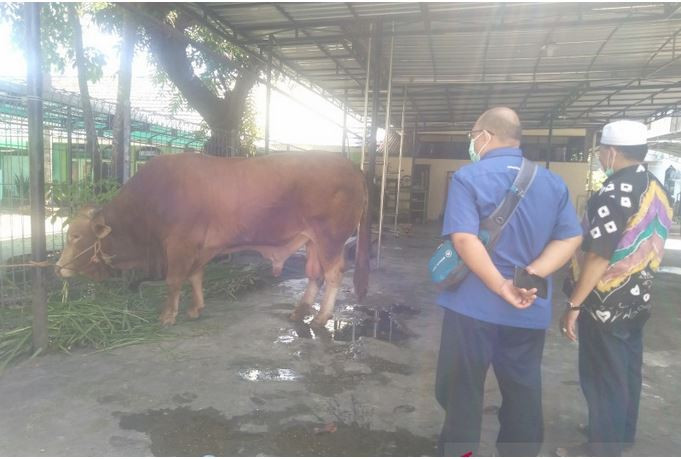 Jokowi Sumbang Sapi Limosin untuk Kurban di Banjarmasin