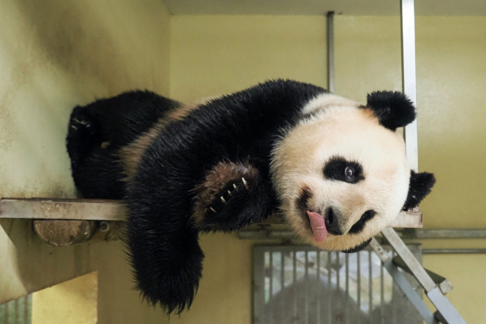 Panda yang Dipinjamkan Tiongkok ke Prancis Hamil Lagi