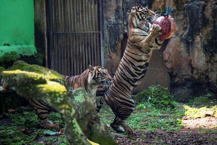 Dua Harimau Sumatra di Ragunan Sempat Terpapar Covid-19