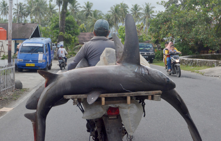 Tidak Efektifnya Aturan Pembatasan Perburuan Ikan Hiu di Indonesia