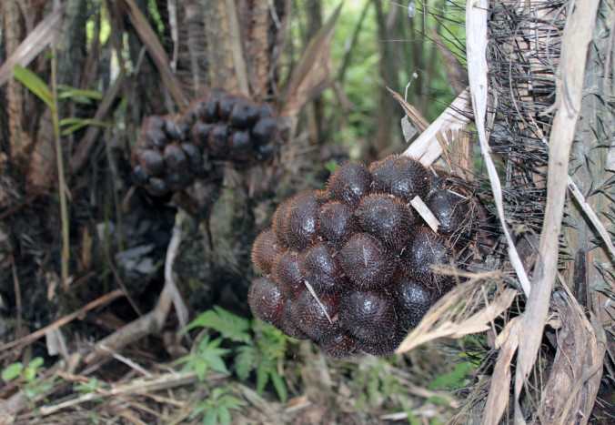 Perkebunan Salak Pondoh di Sleman Perlu Peremajaan