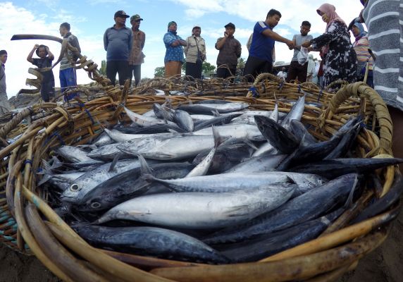 Produksi Ikan Laut Bangka Tengah Tembus 27.956,9 Ton