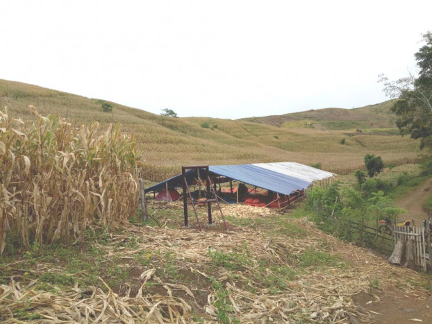 Kabupaten Garut Mampu Suplai Produksi Jagung 500 Ribu Ton Setahun