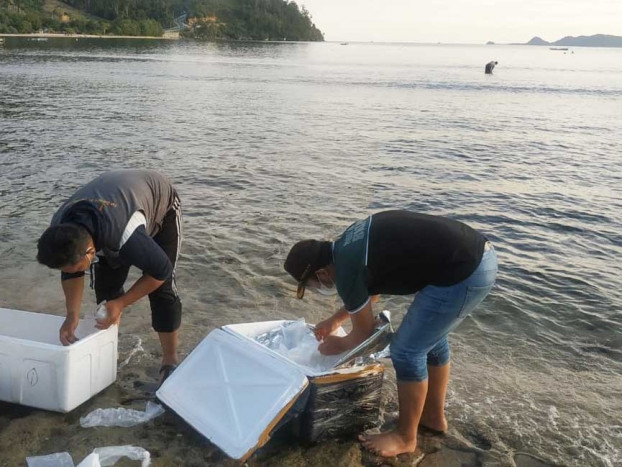 Izin Tangkap Benur di Kabupaten Kaur Bengkulu tidak Diperpanjang