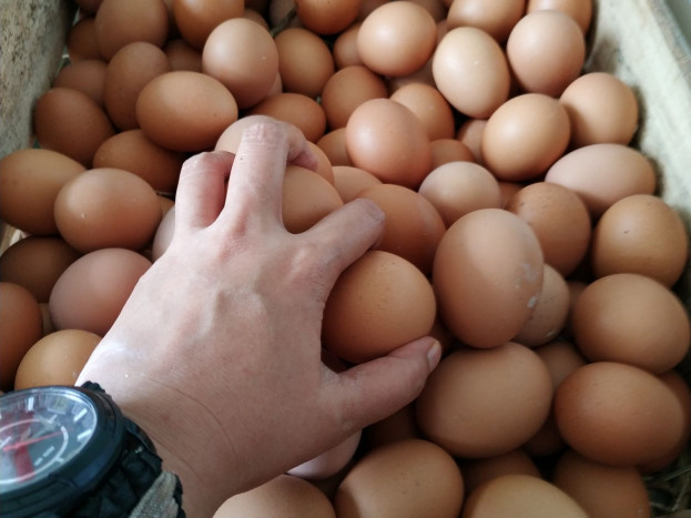 Upaya Kementan Menjaga Stabilitas Ayam Ras Petelur
