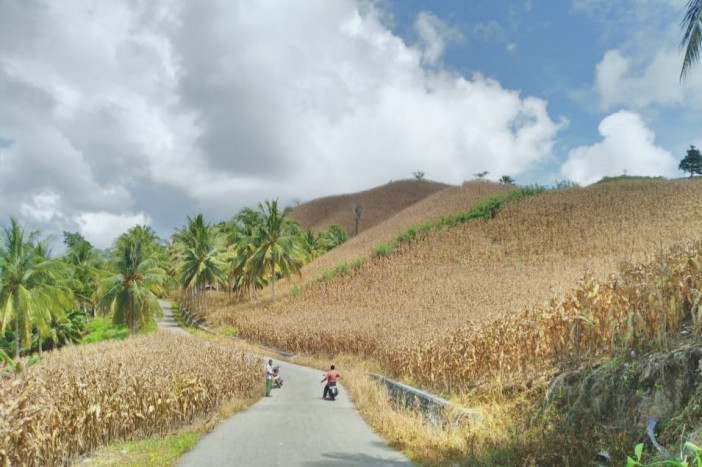 Gorontalo Miliki Stok Jagung 15 Ribu Ton di Dua Gudang Perusahaan 