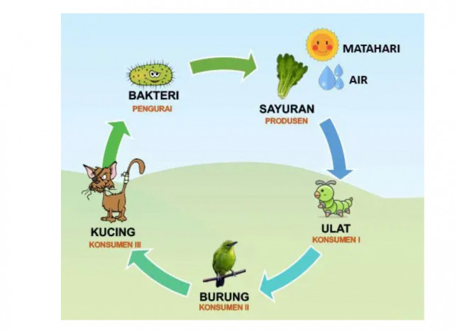 Ini Perbedaan Rantai Makanan dan Jaring Makanan