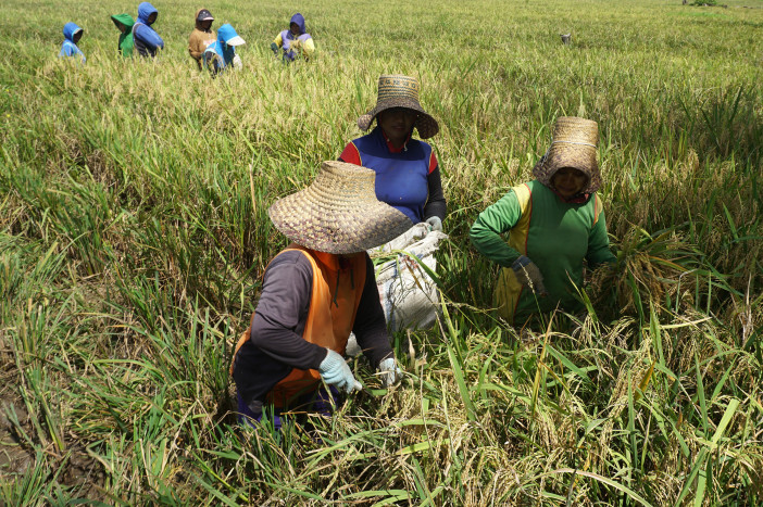 BPS: Potensi Produksi Padi 2021 Capai 55,27 Juta Ton, Naik Dibanding 2020