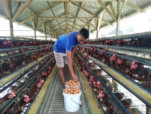 Ratusan Peternak Ayam Petelur di Kota Tasikmalaya Terancam Bangkrut