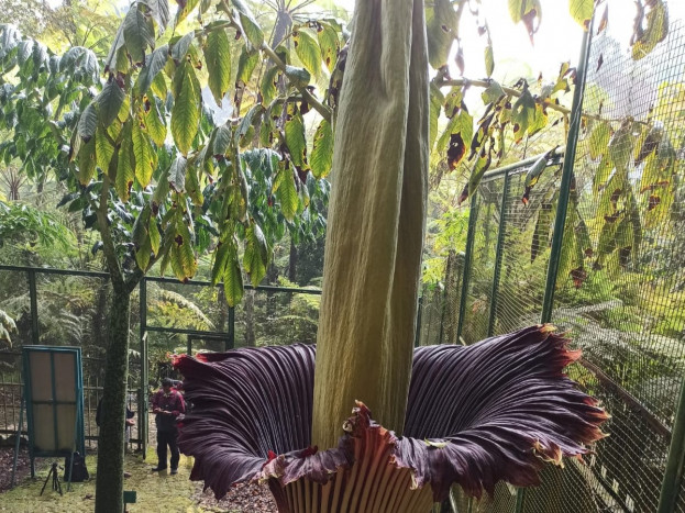 Bunga Bangkai Setinggi 4 Meter Ditemukan di Agam