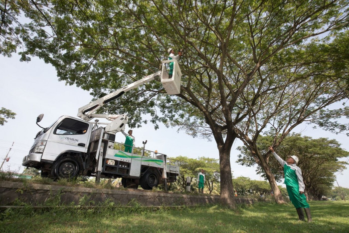Dukung Indonesia Menuju Net Zero Carbon dengan Tanam Pohon Trembesi