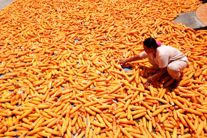 Kadin Fasilitasi Kebutuhan Petani Donggala untuk Menanam Jagung  