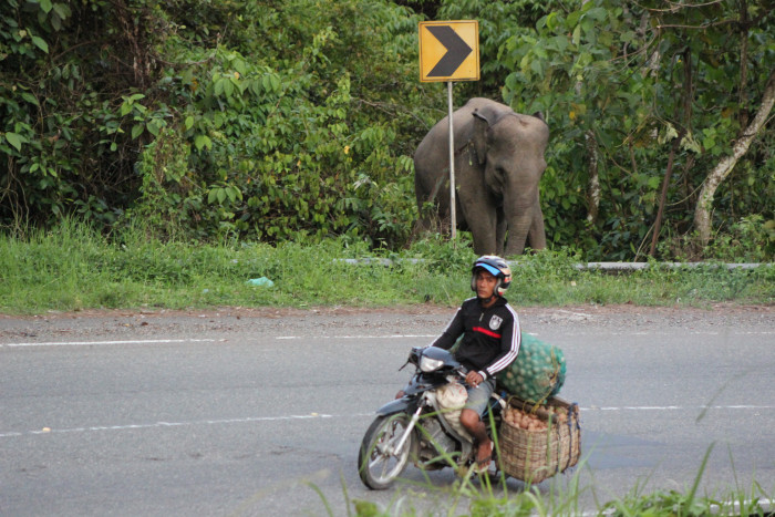 Gajah Liar Rusak Lima Rumah Warga Di Bener Meriah 