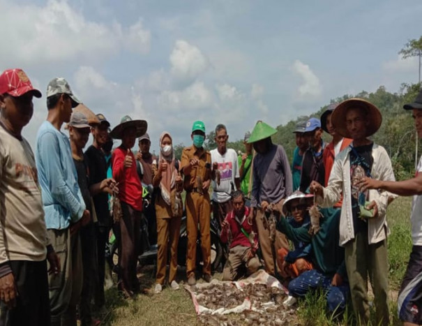 Petani dan Petugas POPT Berantas Hama Tikus di Lampung Selatan
